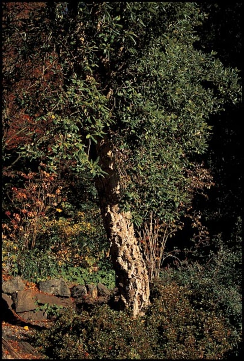 Quercus suber (Southern Plains Shumard Oak)