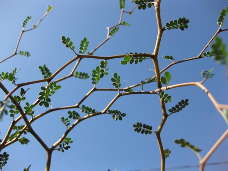 Sophora prostrata 'Little Baby'
