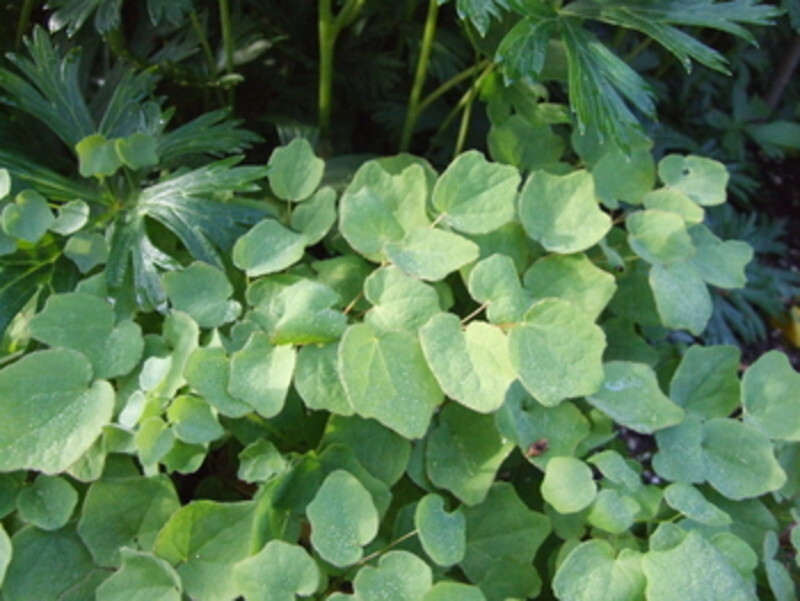 Vancouveria hexandra (Inside-Out Flower or American Barrenwort)