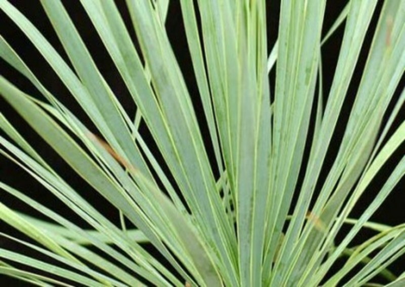 Yucca rostrata 'Sapphire Skies' (Adams Needle)