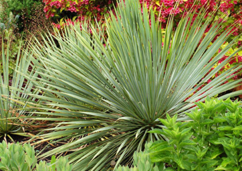Yucca rostrata 'Sapphire Skies' (Adams Needle)