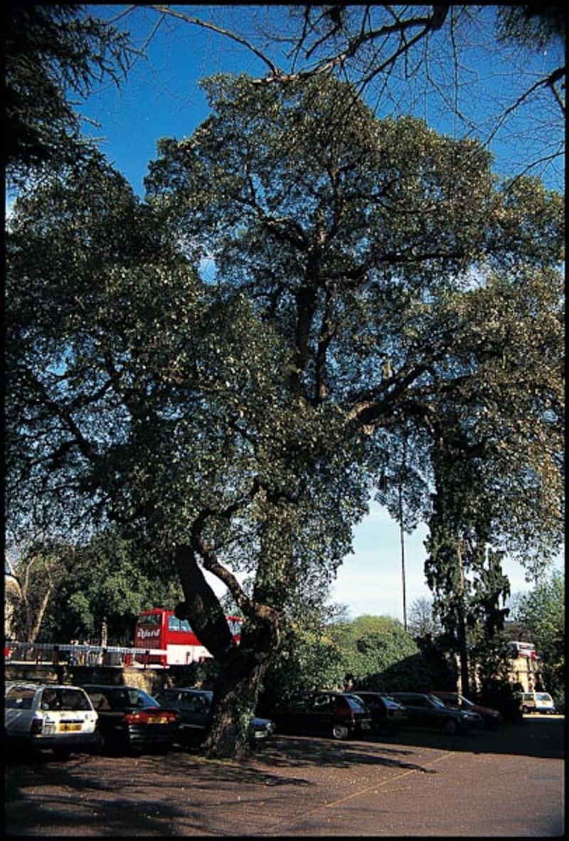 Quercus ilex (Holly Oak)