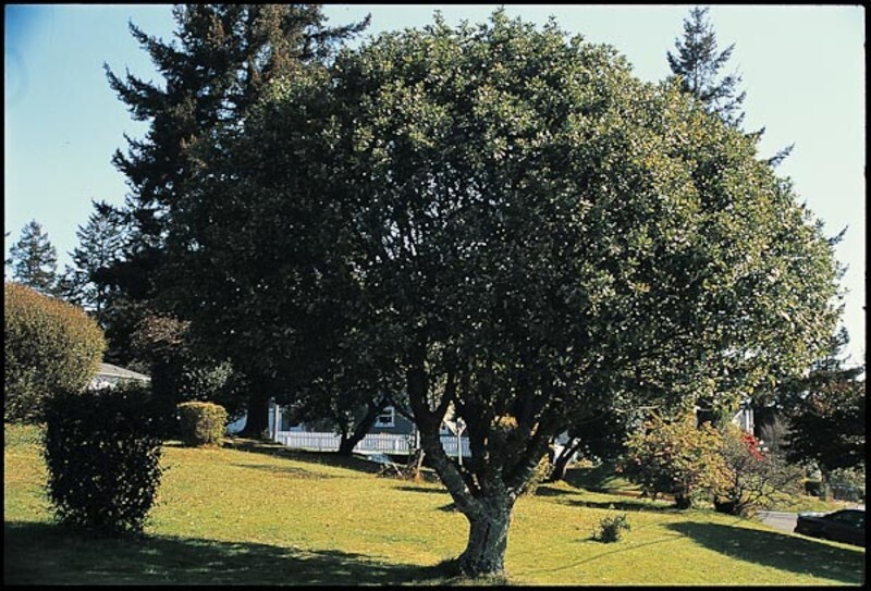 Quercus ilex (Holly Oak)
