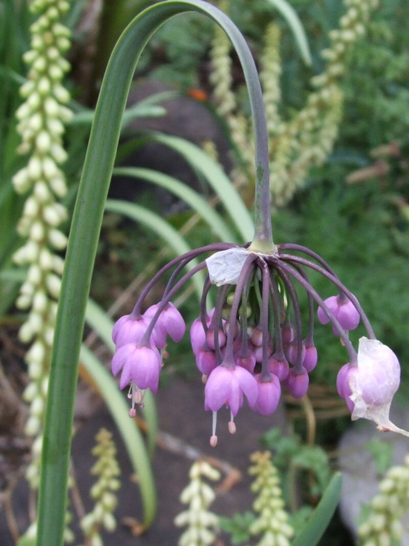 Allium cernuum (Nodding Onion)
