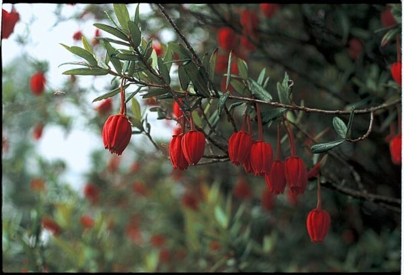 Crinodendron hookerianum (Chilean Lantern Tree)