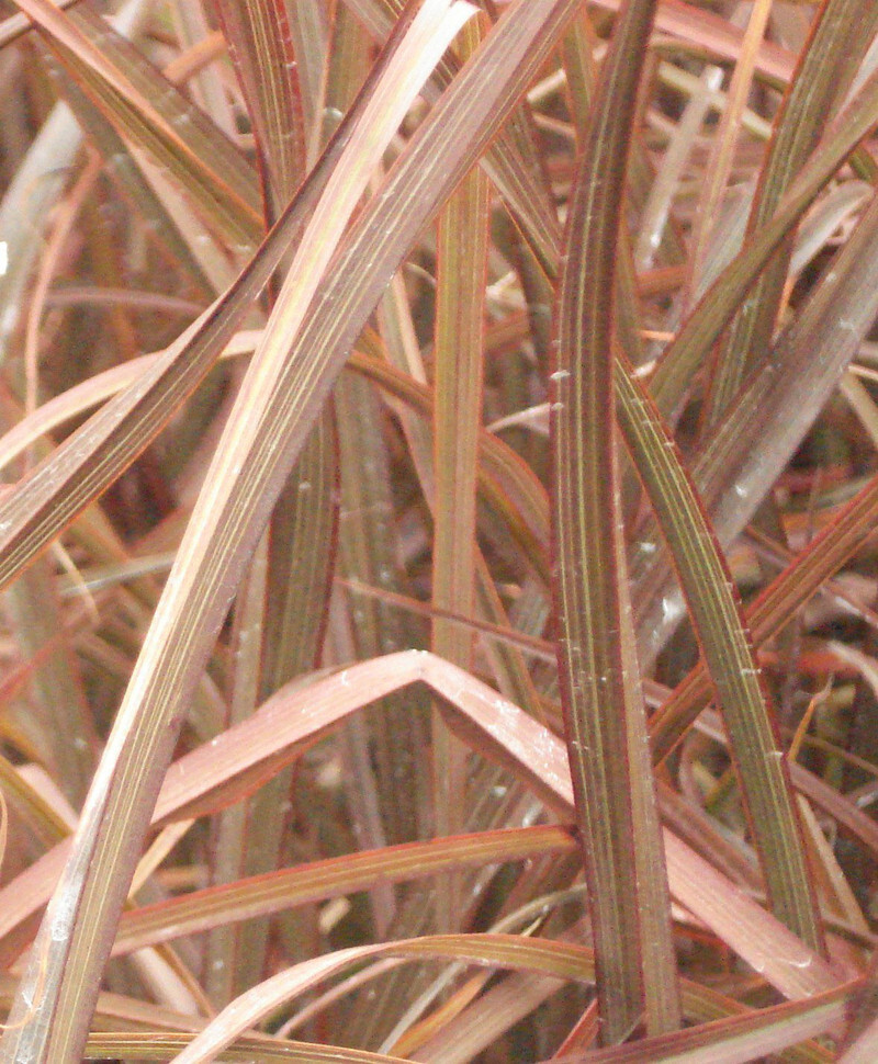Phormium 'Jack Spratt' (Jack Spratt Flax Lily or New Zealand Flax)