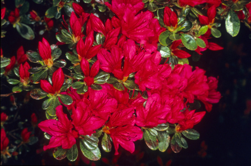 Rhododendron 'Hino Crimson'