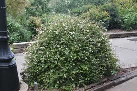 Abelia x grandiflora 'Sherwoodii'