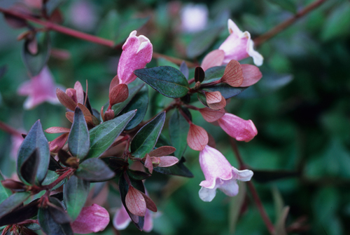 Abelia x grandiflora 'Edward Goucher'