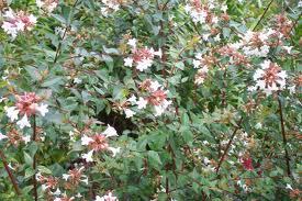 Abelia x grandiflora 'Sherwoodii'