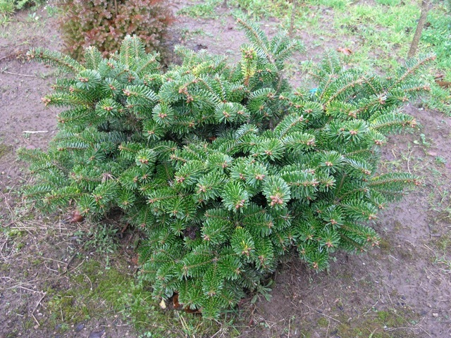 Abies amabilis 'Spreading Star'