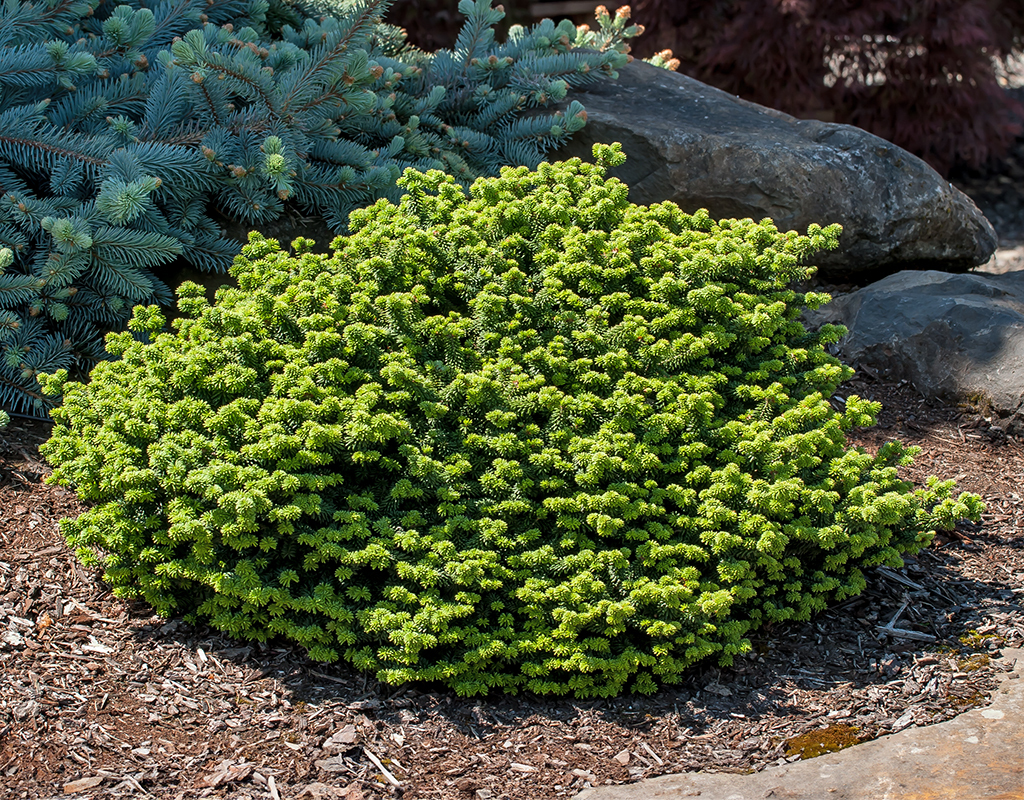 Abies balsamea 'Piccolo' courtesy of Iseli Nursery