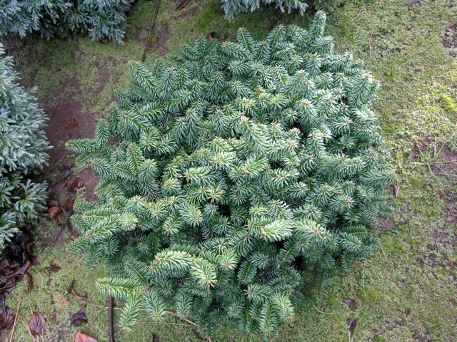 Abies balsamia Nana