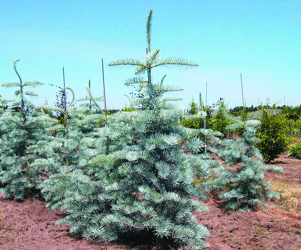 Abies concolor 'Candicans'