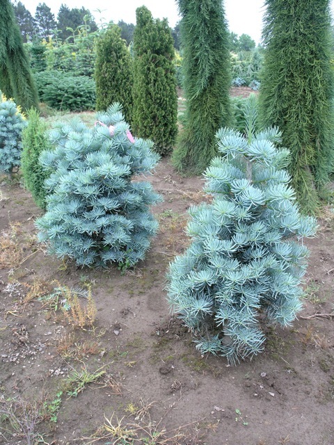 Abies concolor Dwarf Blue
