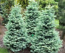 Abies lasiocarpa var. arizonica 'Glauca Compacta'