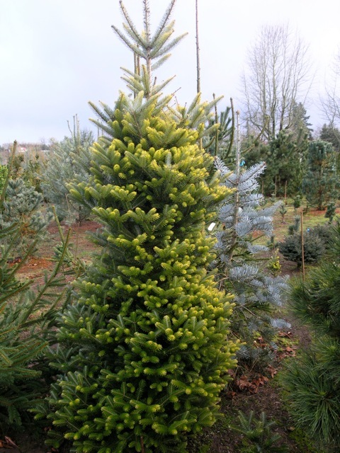 Abies koreana Aurea