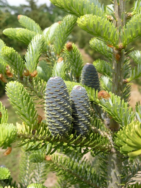 Abies koreana Aurea