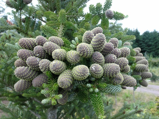 Abies koreana Horstmanns Silberlocke