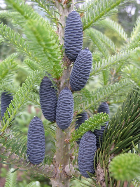 Abies koreana Nanaimo