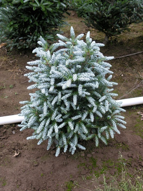 Abies koreana Silver Show
