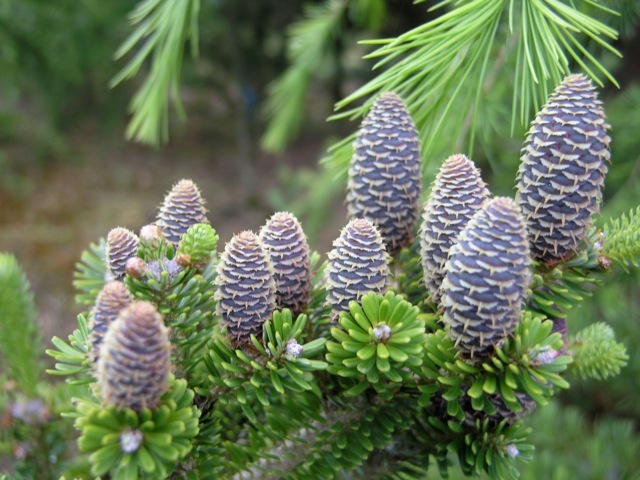 Abies Koreana Starker's Dwarf