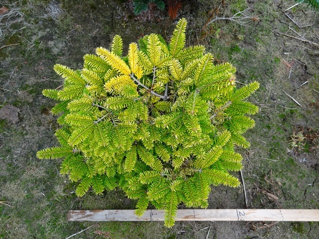 Abies nordmanniana 'Golden Spreader'