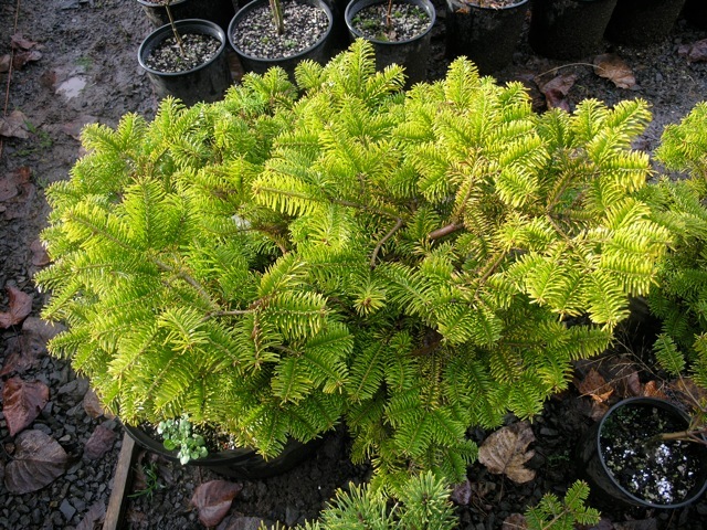 Abies nordmanniana 'Golden Spreader'