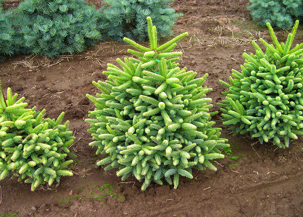 Abies pinsapo 'Aurea'