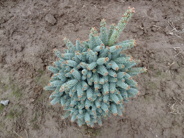 Abies pinsapo 'Horstmann'