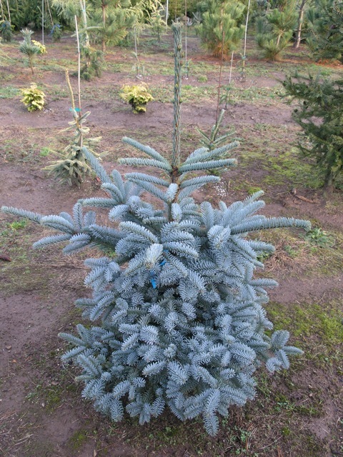 Abies procera Glauca