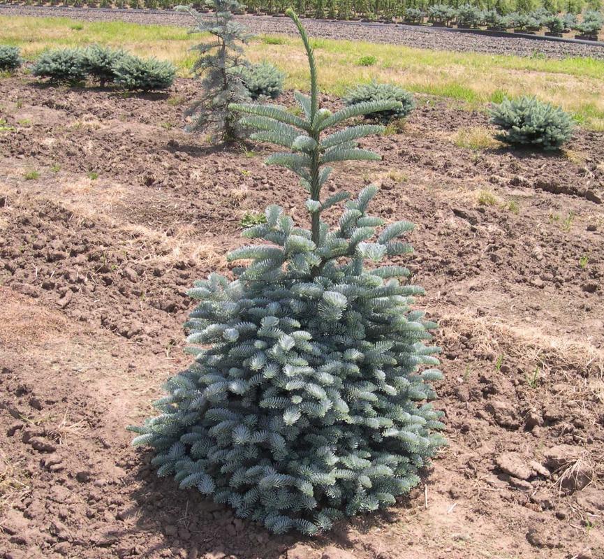 Abies procera 'Glauca'