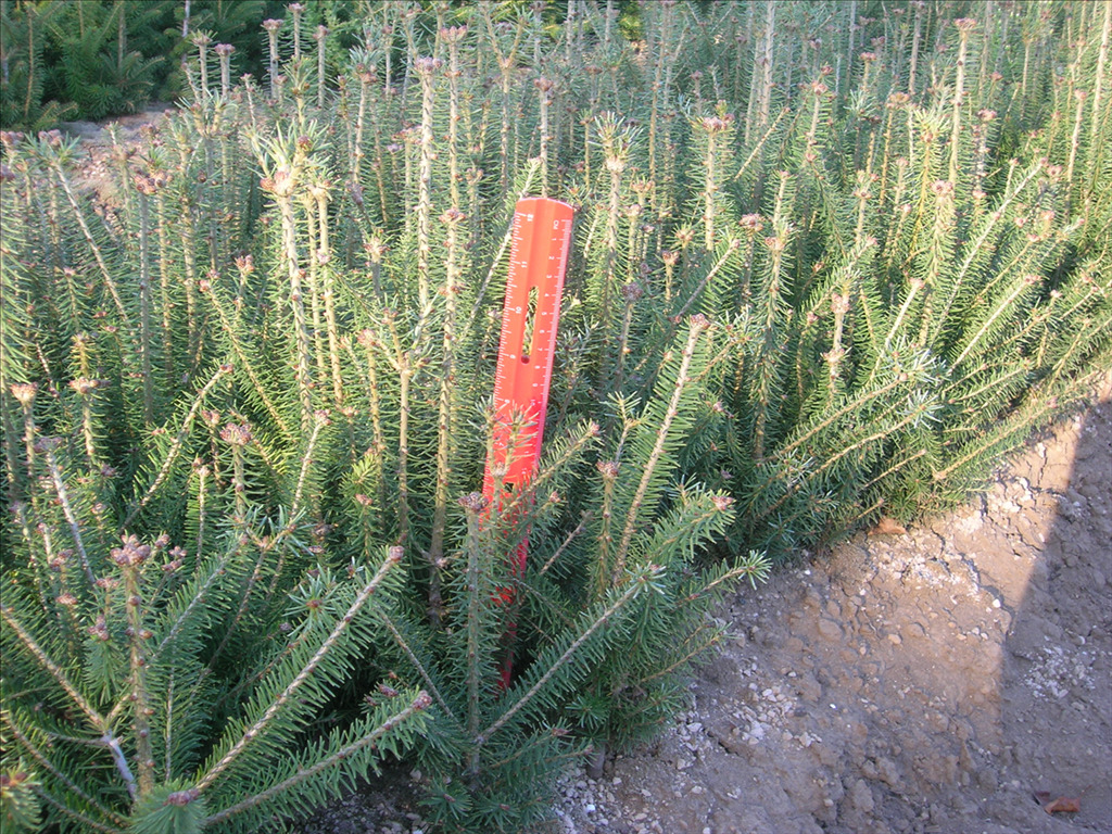 Abies balsamea