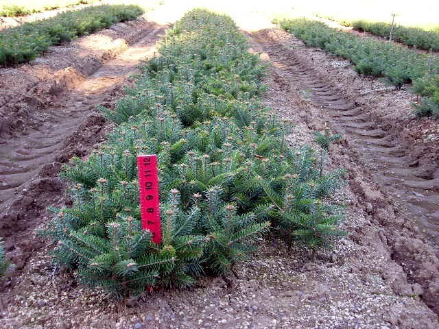 Abies bournmuelleriana