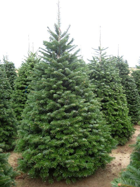 Abies nordmanniana