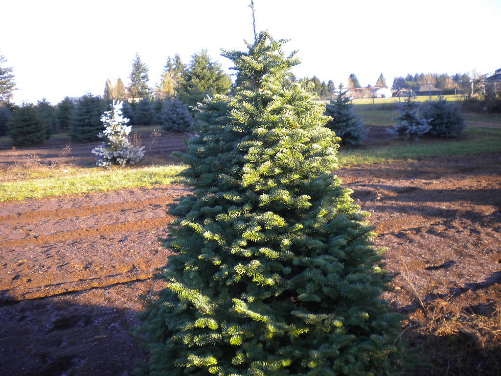 Abies procera