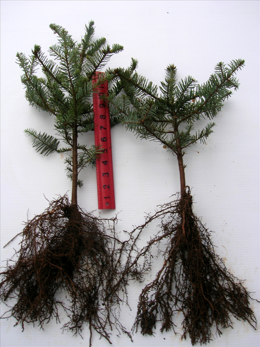 Abies procera