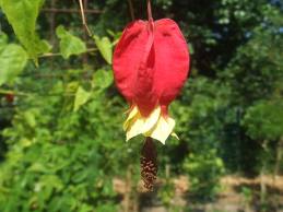Abutilon
