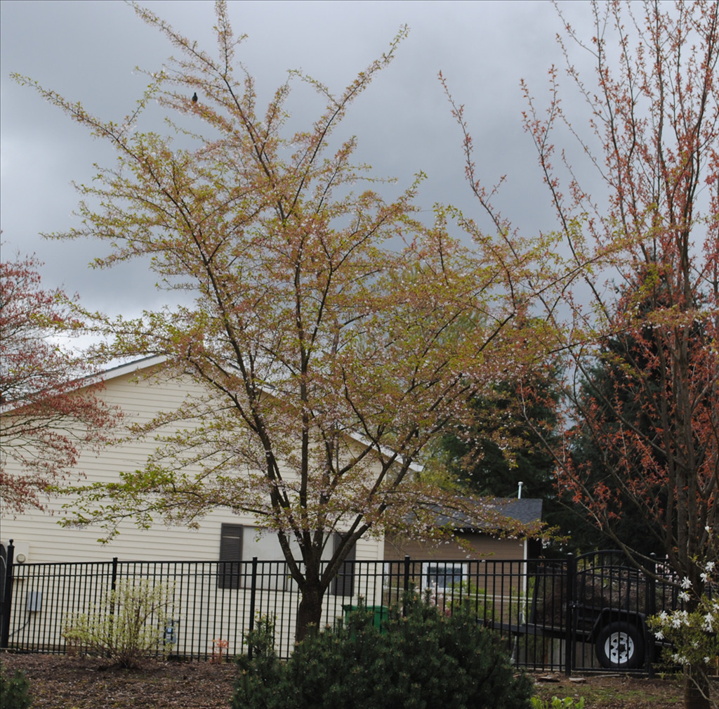 Prunus subhirtella 'Accolade'