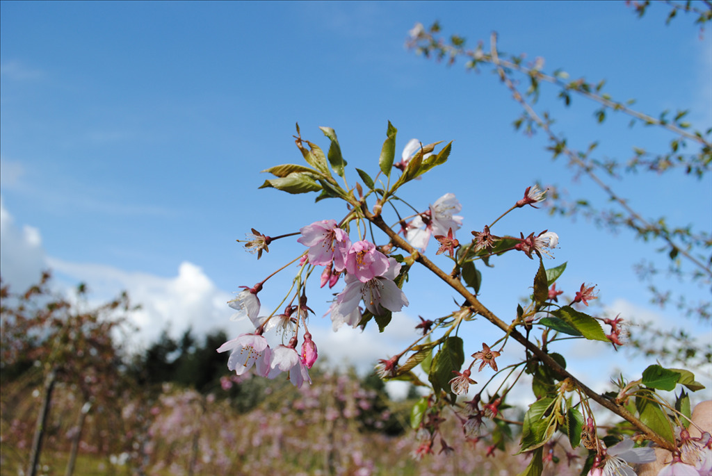 Prunus subhirtella 'Accolade'