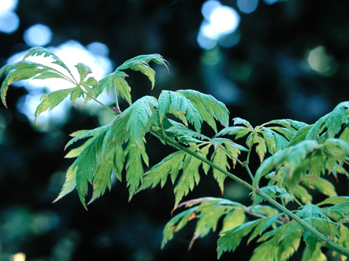 Acer circinatum 'Monroe'