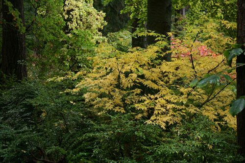 Acer circinatum 'Monroe'