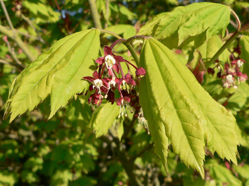 Acer circinatum (Vine Maple)