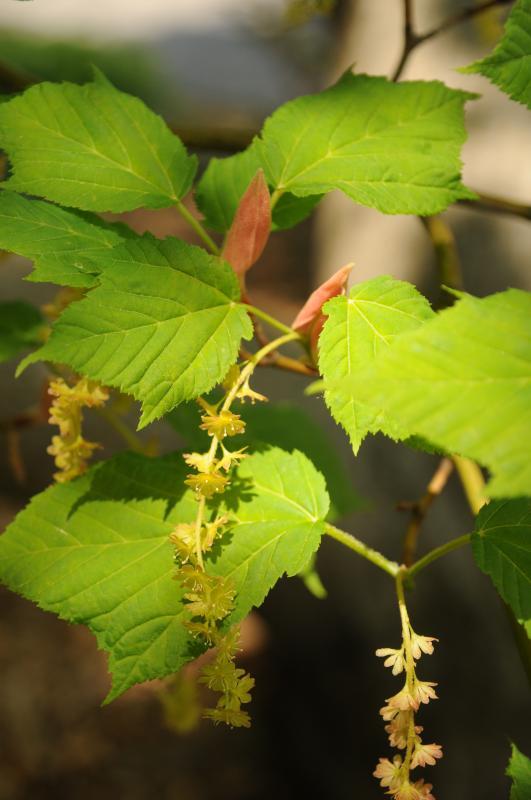 Acer davidii