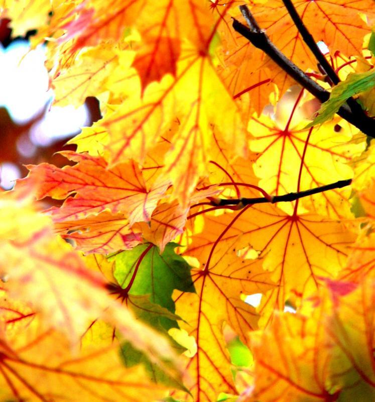 Acer x freemanii 'Marmo'