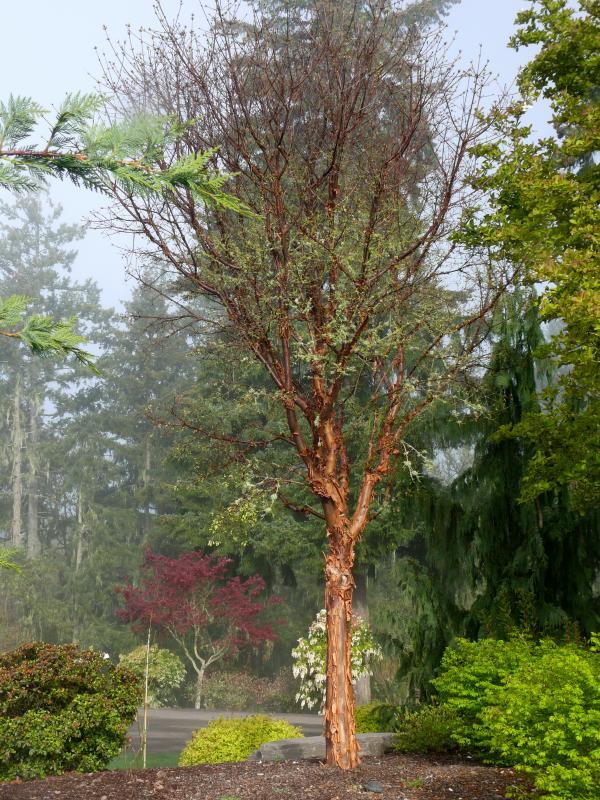 Paperbark Maple