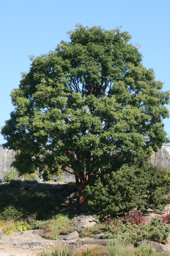 Acer griseum
