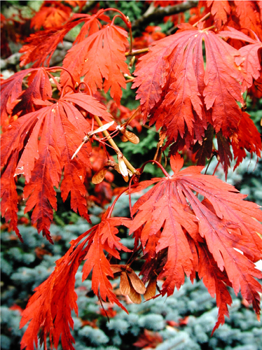 Acer japonicum 'Aconitifolium'