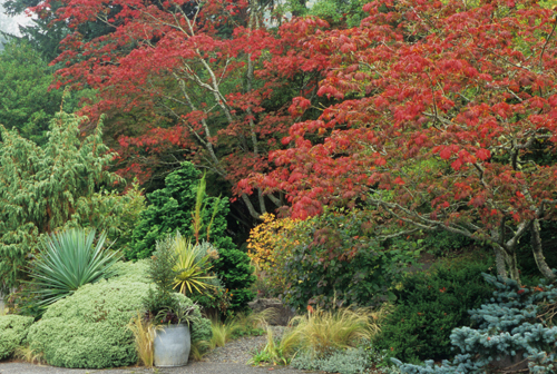 Acer japonicum 'Aconitifolium'