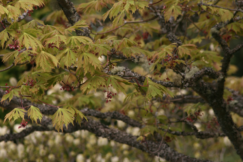 Acer japonicum 'Aconitifolium'